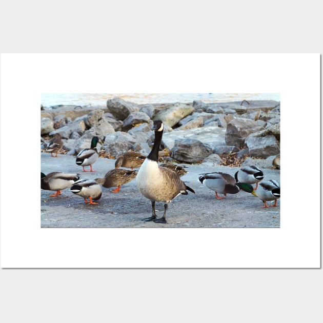 Canada Goose Standing Next To A Flock of Mallard Ducks Wall Art by BackyardBirder